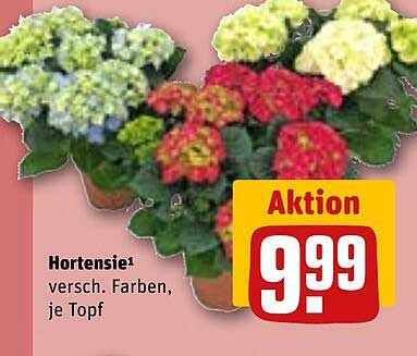 Hortensie – versch. Farben, je Topf