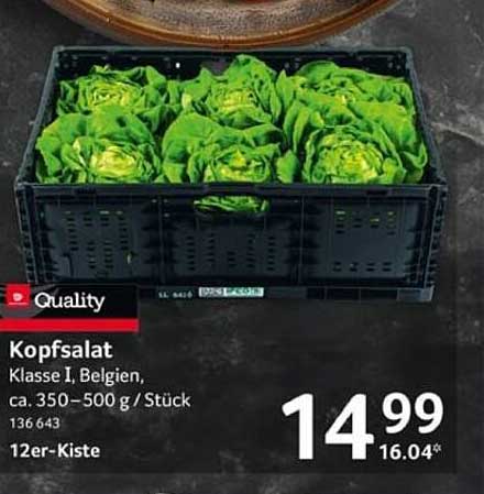 Kopfsalat Klasse I, Belgien, ca. 350-500 g / Stück