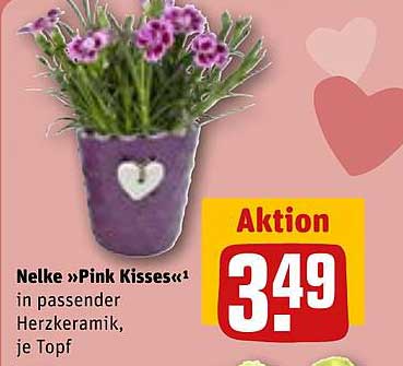 Nelke »Pink Kisses« in passender Herzkeramik, je Topf