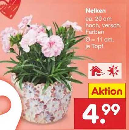 Nelken - ca. 20 cm hoch, verschiedene Farben
