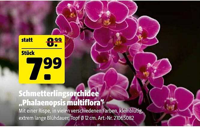 Schmetterlingsorchidee „Phalaenopsis multiflora“