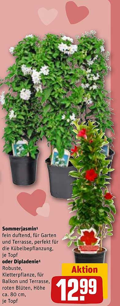 Sommerjasmin und Dipladenie – die perfekte Blühpracht für Ihren Garten