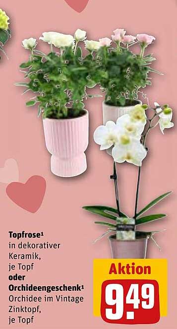 Topfrose in dekorativer Keramik oder Orchideengeschenk im Vintage Zinktopf, je Topf