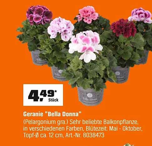 Geranie "Bella Donna"