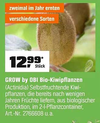 GROW by OBI Bio-Kiwipflanzen (Actinidia) Selbstfruchtende Kiwipflanzen, die bereits nach wenigen Jahren Früchte liefern, aus biologischer Produktion, im 2-l-Pflanzcontainer, Art.-Nr. 2766608 u. a.