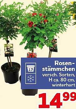 Rosenstämmchen versch. Sorten, H ca. 80 cm, winterhart