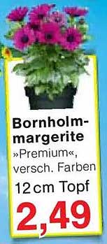 Bornholm-Margerite »Premium«, verschieden Farben, 12 cm Topf