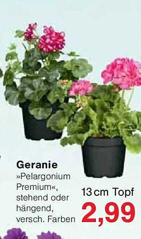 Geranie »Pelargonium Premium«, stehend oder hängend, versch. Farben