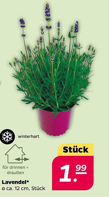 Lavendel - Winterhart und für jeden Garten geeignet