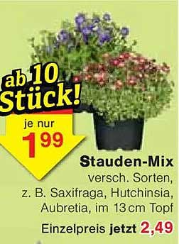 Stauden-Mix - Verschiedene Sorten im 13 cm Topf