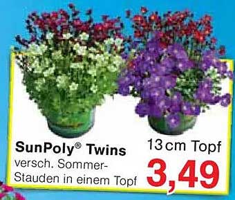 SunPoly® Twins - verschiedene Sommerstauden in einem Topf