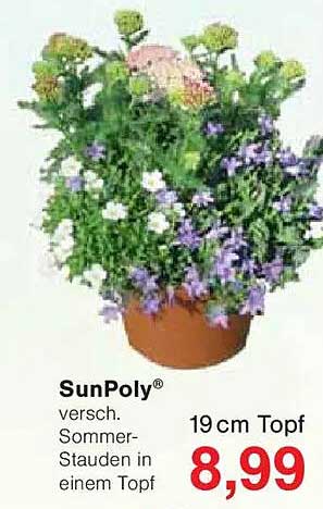 SunPoly® verschiedene Sommer-Stauden in einem Topf 19 cm