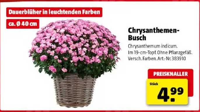 Chrysanthemen-Busch