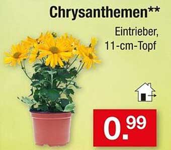Chrysanthemen - Eintrieber im 11-cm-Topf