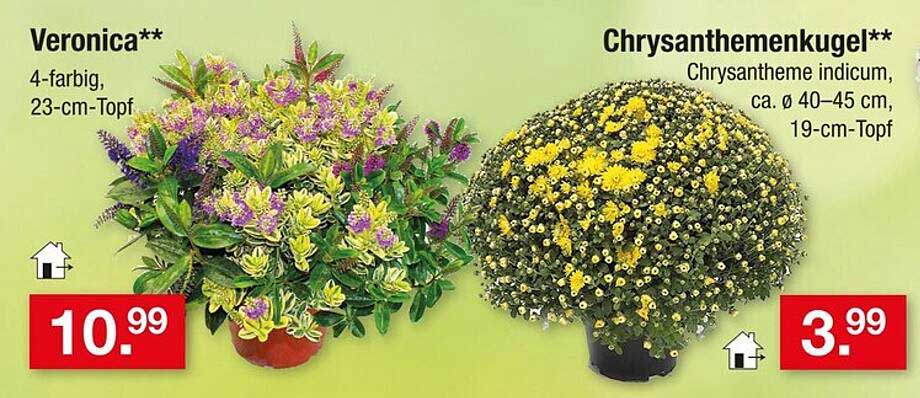 Chrysanthemenkugel - Chrysantheme indicum, ca. Ø 40–45 cm, 19-cm-Topf