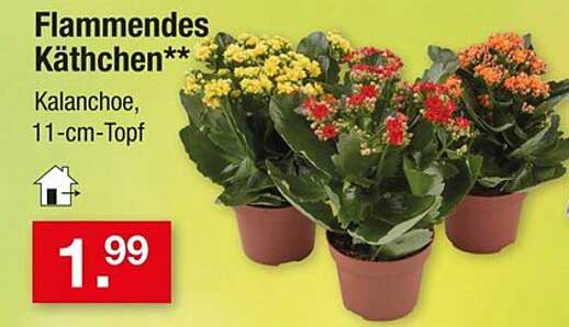 Flammendes Käthchen - Kalanchoe, 11-cm-Topf