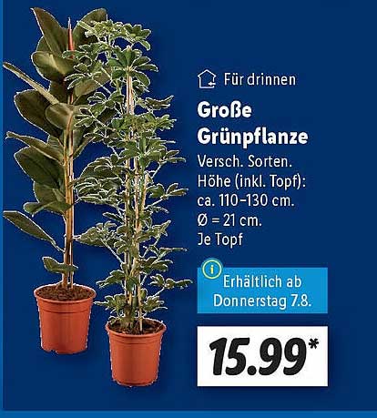 Große Grünpflanze