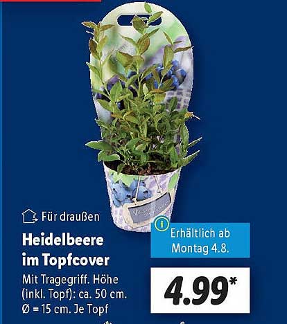 Heidelbeere im Topfcover
