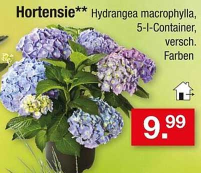 Hortensie - Hydrangea macrophylla, 5-l-Container, verschiedene Farben