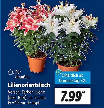Lilien orientalisch - Verschiedene Farben, Höhe ca. 55 cm, Ø 19 cm je Topf