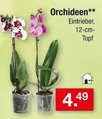 Orchideen - Einsteiger, 12-cm-Topf