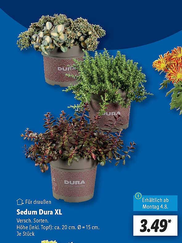 Sedum Dura XL - Verschiedene Sorten