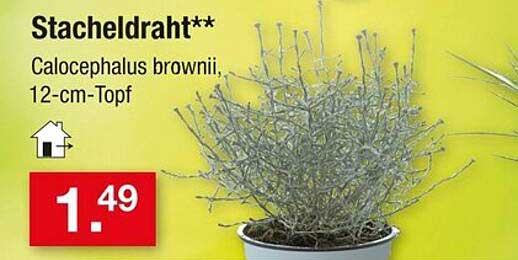 Stacheldraht (Calocephalus brownii), 12-cm-Topf