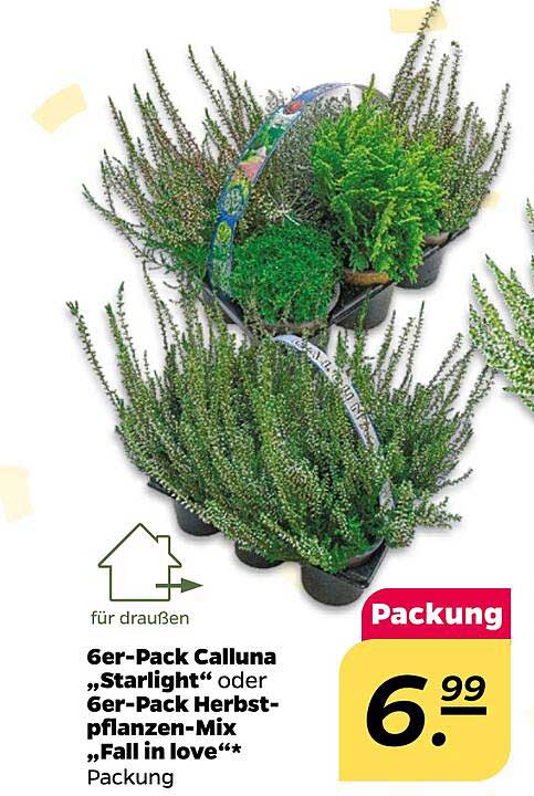 6er-Pack Calluna „Starlight“ oder 6er-Pack Herbstpflanzen-Mix „Fall in love“*