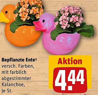 Bepflanzte Ente in verschiedenen Farben mit Kalanchöe