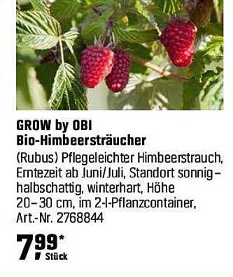 BIO-Himbeerstäucher von GROW by OBI