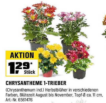 CHRYsANTHEME 1-TRIEBER