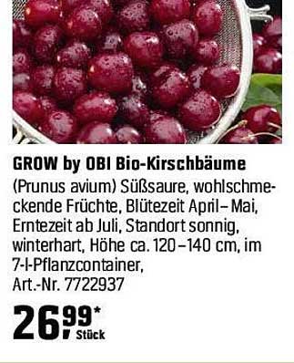 GROW by OBI Bio-Kirschbäume