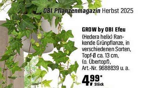 GROW by OBI Efeu (Hedera helix) - Rankende Grünpflanze
