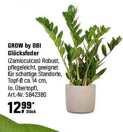 GROW by OBI Glücksfeder (Zamioculcas) - robust und pflegeleicht