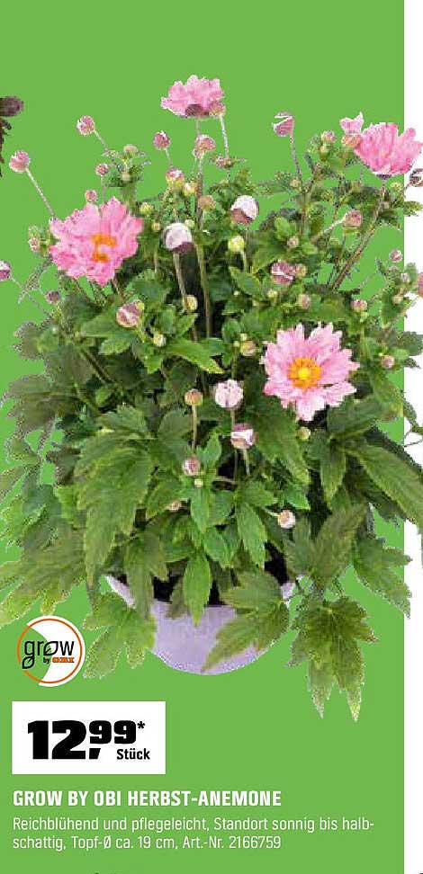GROW BY OBI HERBST-ANEMONE