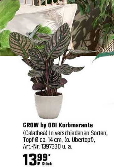 GROW by OBI Korbmarante (Calathea)