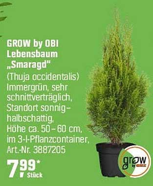 GROW by OBI Lebensbaum "Smaragd"