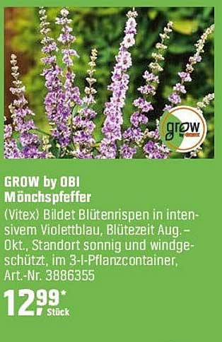 GROW by OBI Mönchspfeffer (Vitex) - Blütenrispen in intensivem Violettblau