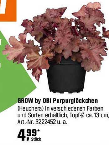 GROW by OBI Purpurglöckchen (Heuchera) in verschiedenen Farben und Sorten erhältlich