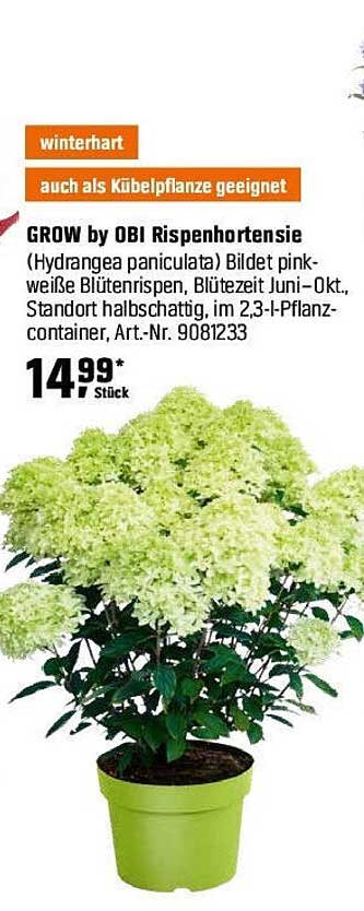 GROW by OBI Rispenhortensie (Hydrangea paniculata)