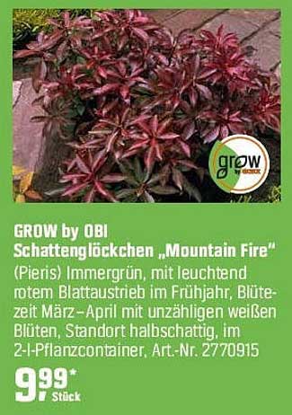 GROW by OBI Schattenglöckchen „Mountain Fire“
