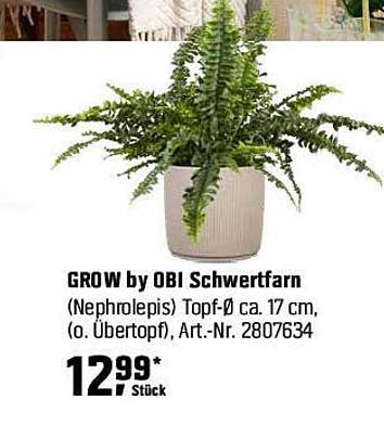 GROW by OBI Schwertfarn (Nephrolepis) Topf-Ø ca. 17 cm