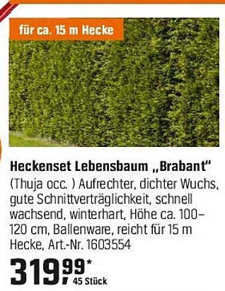 Heckenset Lebensbaum „Brabant“ für ca. 15 m Hecke