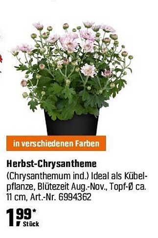 Herbst-Chrysantheme (Chrysanthemum ind.) in verschiedenen Farben