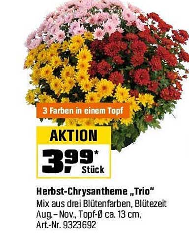 Herbst-Chrysantheme „Trio“