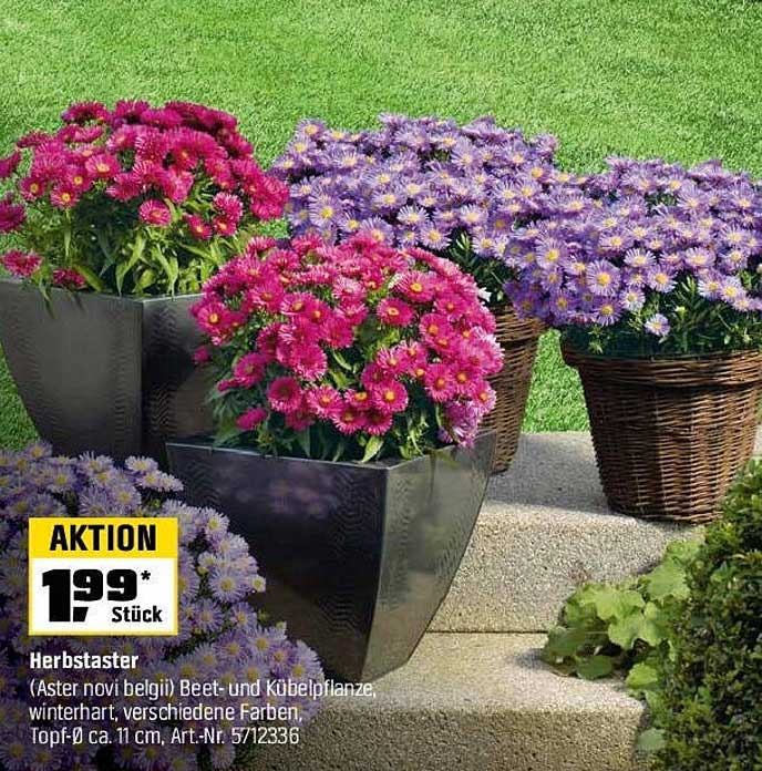 Herbstaster (Aster novi belgii) Beet- und Kübelpflanze, winterhart, verschiedene Farben
