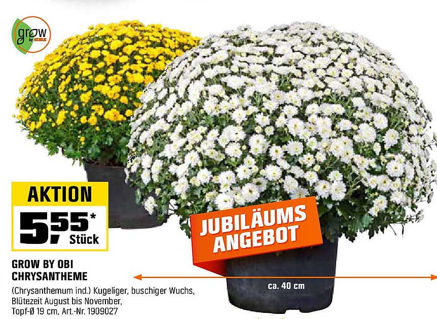 Jubiläumsangebot: Grow by OBI Chrysanthemen