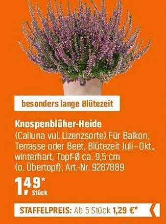 Knospenblüher-Heide (Calluna vulgais, Lizenzsorte)