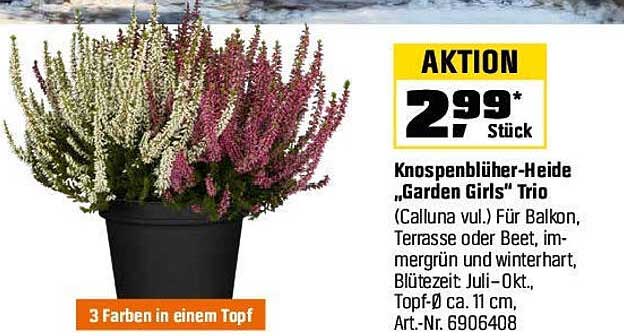 Knospenblüher-Heide „Garden Girls“ Trio