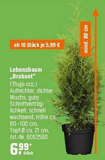 Lebensbaum „Brabant“